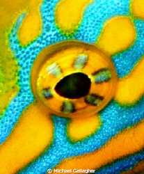 Filefish eyeball, close up. Shot taken in the Seychelles. by Michael Gallagher 